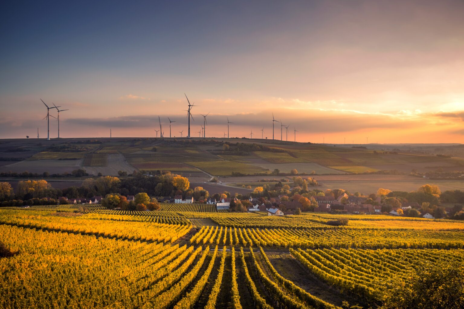 Die Weinberge mit Windrade in der Ferne [Karsten Würth ,Unsplash]