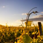 Sonnenuntergang in den Weinbergen einzelnen Zweig in das goldene Licht perfekten Hintergrund. [Moritz Knöringer, Unsplash]