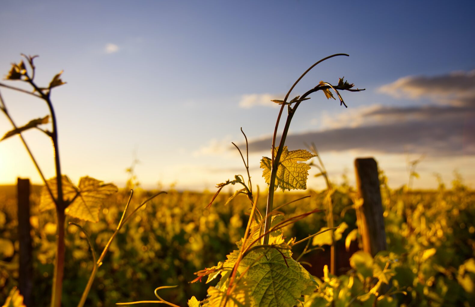 Sonnenuntergang in den Weinbergen einzelnen Zweig in das goldene Licht perfekten Hintergrund. [Moritz Knöringer, Unsplash]